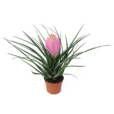 Тилландсия Анита 12/25 фото в интернет-магазине Флоранж Тилландсия Анита 12/25 фото в интернет-магазине Флоранж