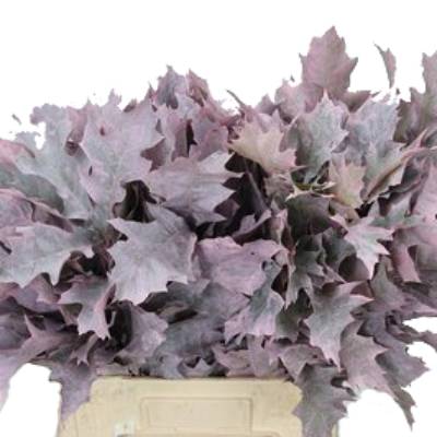 лист Кверкус крашенный Лайт Пинк фото в интернет-магазине Флоранж