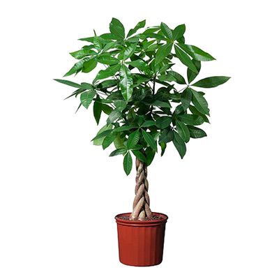 Пахира Акватика 27/145 фото в интернет-магазине Флоранж