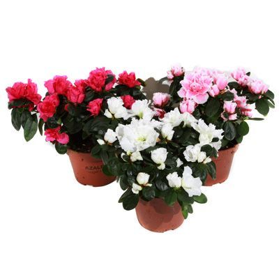 Азалия Микс 11/20 фото в интернет-магазине Флоранж