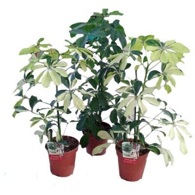 Шефлера Микс 08/20 фото в интернет-магазине Флоранж