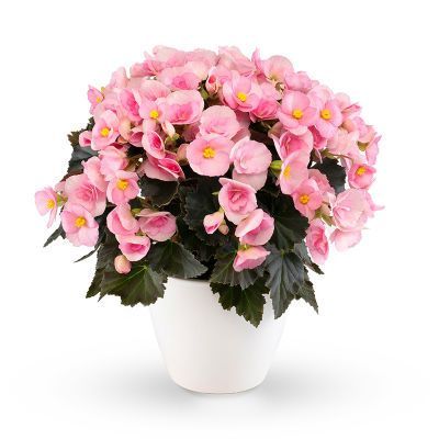 Бегония Софт Пинк 14/30 фото в интернет-магазине Флоранж