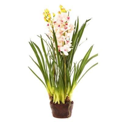 Цимбидиум Пинк 12/50