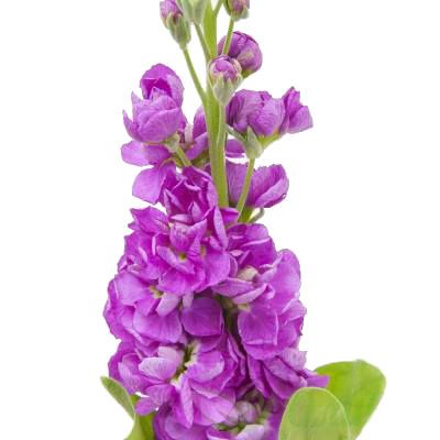 маттиола Аида Дип Роз фото в интернет-магазине Флоранж