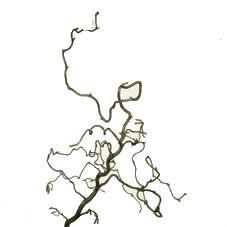 кориллис Конкорта 100 см фото в интернет-магазине Флоранж