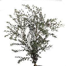 эвкалипт Парвифолия фото в интернет-магазине Флоранж