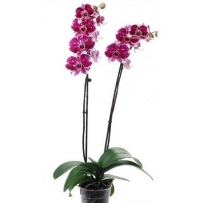 Фаленопсис микс 12/60 2 ств пестрый фото в интернет-магазине Флоранж