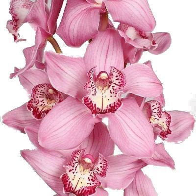 цимбидиум Пинк Флойд фото в интернет-магазине Флоранж