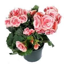 Бегония элат Борис 12/30 фото в интернет-магазине Флоранж