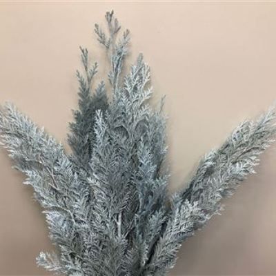 кониферен крашеный Лайт Блу фото в интернет-магазине Флоранж