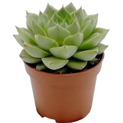 Эхеверия Миранда 08/10 фото в интернет-магазине Флоранж