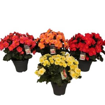 Бегония Билав Микс 14/30 фото в интернет-магазине Флоранж