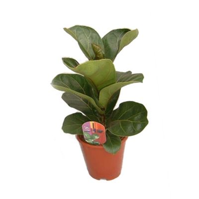 Фикус Лирата Бомбино 17/80 фото в интернет-магазине Флоранж Фикус Лирата Бомбино 17/80 фото в интернет-магазине Флоранж