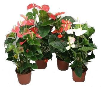 Антуриум андр. Микс 12/40 фото в интернет-магазине Флоранж