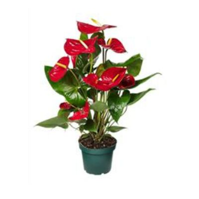 Антуриум андр. Оклахома Ред 17/60 фото в интернет-магазине Флоранж