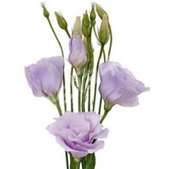 эустома Розита Лавандер фото в интернет-магазине Флоранж