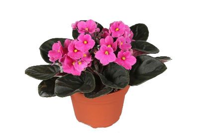 Сениполия Пинк 12/20 фото в интернет-магазине Флоранж