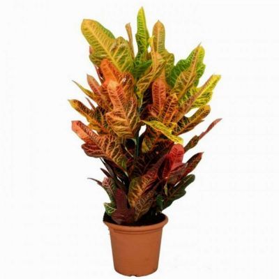 Кодиум Экселент 24/80 3 ств. фото в интернет-магазине Флоранж