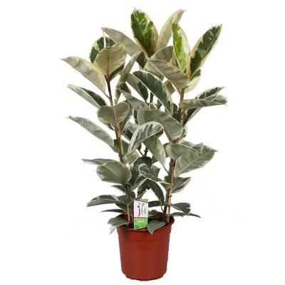 Фикус Эластик Тинеки 27/90 3 ств фото в интернет-магазине Флоранж