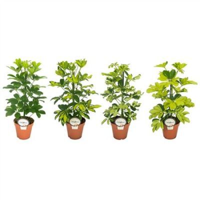 Шефлера Микс 13/45 фото в интернет-магазине Флоранж