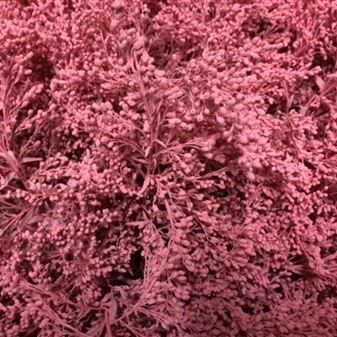 солидаго крашенный Пинк фото вживую в руках, состав, цветовая гамма 