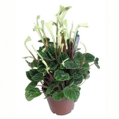 Пеперомия Лилиан 12/30 фото в интернет-магазине Флоранж