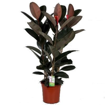 Фикус Абиджан 24/80 3 ств. фото в интернет-магазине Флоранж