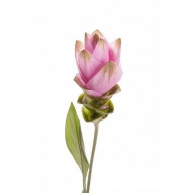 _куркума сиам шедоу