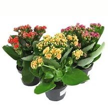 Каланхое Микс 07/15 фото в интернет-магазине Флоранж