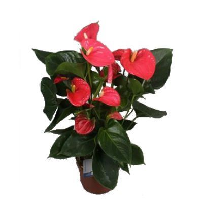 Антуриум Ариса Пинк 14/50 фото в интернет-магазине Флоранж