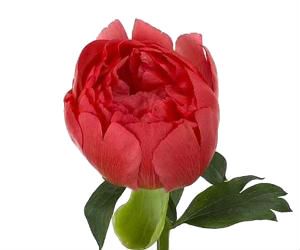 пион Корал Сансет фото в интернет-магазине Флоранж