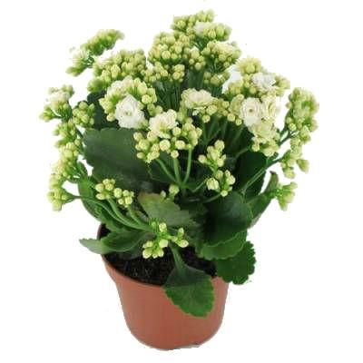 Каланхое Каландива Вайт 10/25 фото в интернет-магазине Флоранж