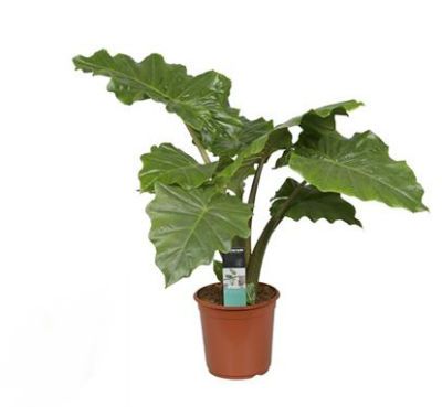 Алоказия Портодора 21/90