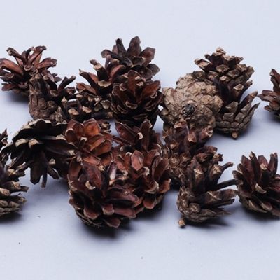 Шишки сосновые север, 3см 20шт. мини натуральные фото в интернет-магазине Флоранж