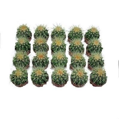Кактус Эхиногрузони 10/15 фото в интернет-магазине Флоранж