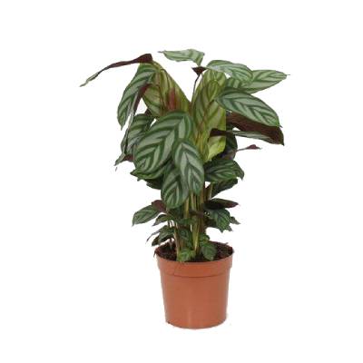 Ктенанта Компактстар 12/30 фото в интернет-магазине Флоранж