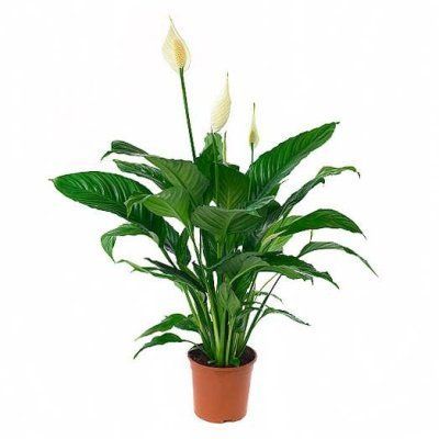 Спатифиллюм Свит Лауретта 24/95 фото в интернет-магазине Флоранж
