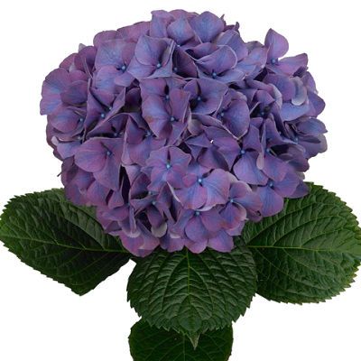 гидрангия Глоуинг Алпс Пурпл  фото в интернет-магазине Флоранж
