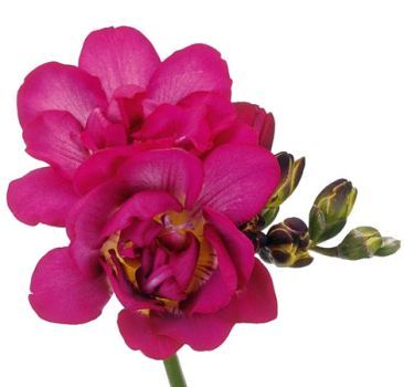 фрезия Пурп Рейн фото в интернет-магазине Флоранж