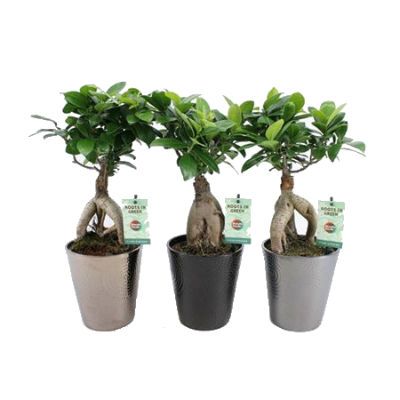 Фикус Микрокарпа 12/30 керамика фото в интернет-магазине Флоранж