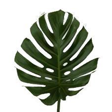 _лист монстеры Китай фото в интернет-магазине Флоранж