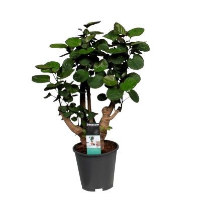 Полисциас Фабиан 17/70 фото в интернет-магазине Флоранж