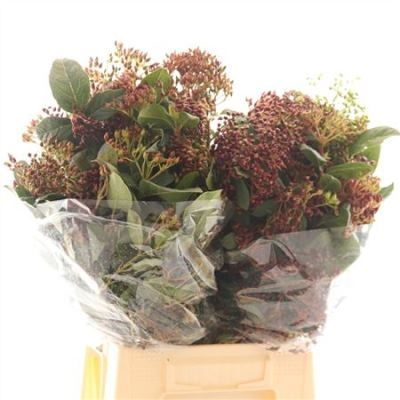 вибурнум Бес фото в интернет-магазине Флоранж