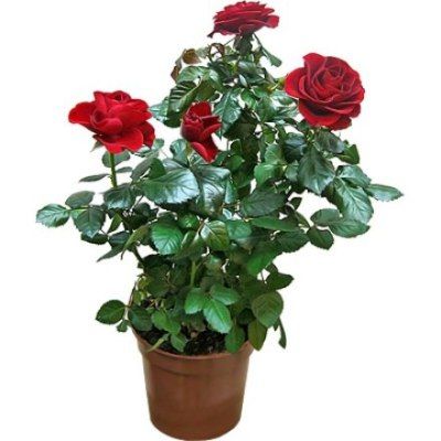 Роза Бью Монде Ред 10/30 фото в интернет-магазине Флоранж