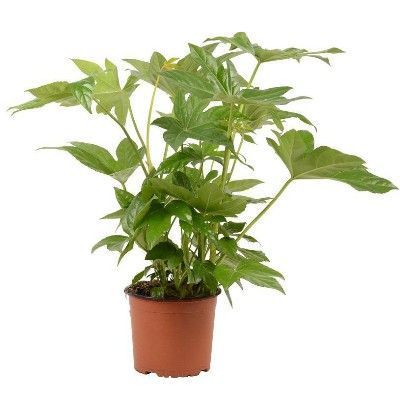 Фатсия Японика 12/45 фото в интернет-магазине Флоранж