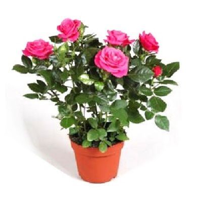 Роза Вайт 13/30