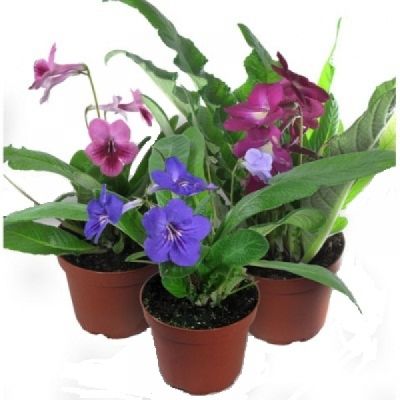 Стрептокарпус Микс 12/30 фото в интернет-магазине Флоранж Стрептокарпус Микс 12/30 фото в интернет-магазине Флоранж