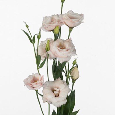 эустома Арена Лайт Пинк фото в интернет-магазине Флоранж