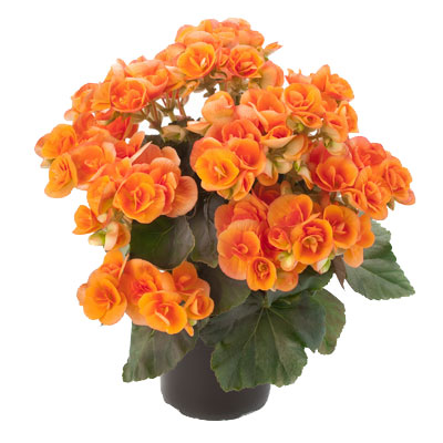 Бегония элат Бритт 14/30 фото в интернет-магазине Флоранж