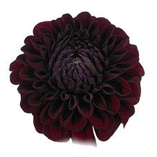 далия Блэк Фокс фото в интернет-магазине Флоранж